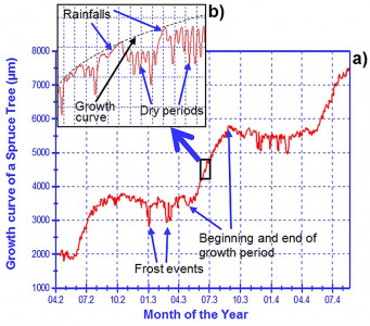 Typical dendrometer curve